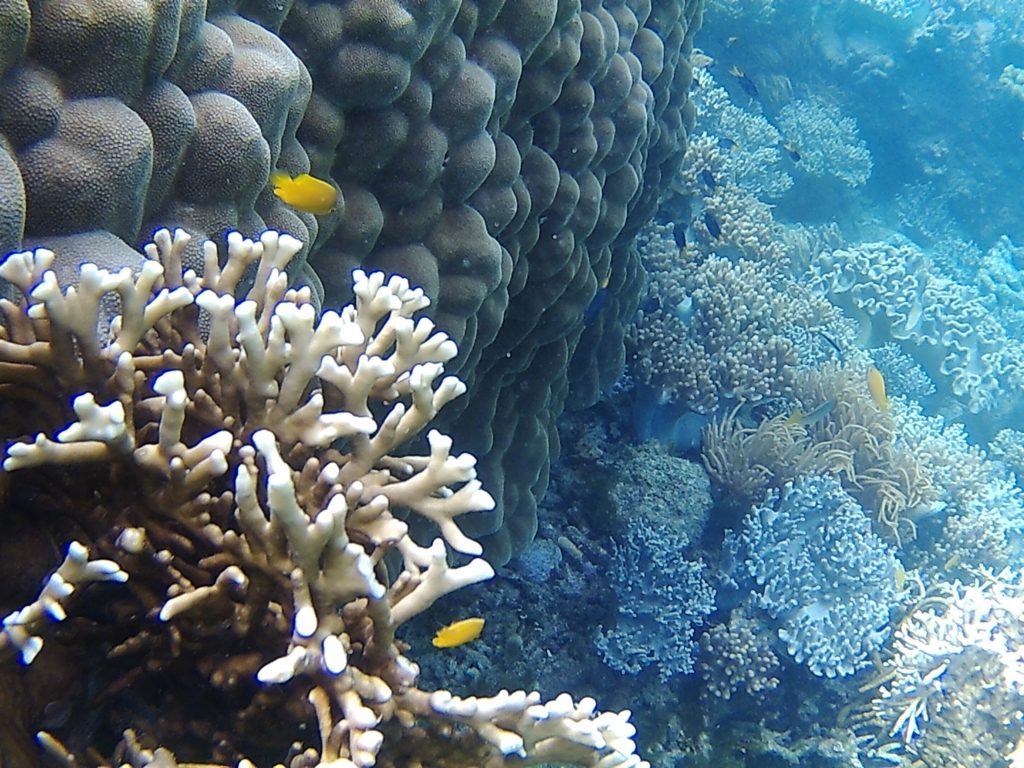 The Great Barrier Reef at the Whitsunday Islands, Australia
