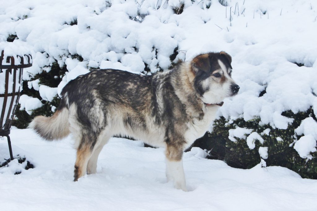 My dog, Topper, in snow, in 2016