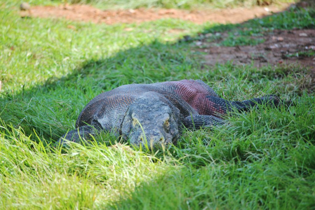 A painted Komodo Dragon, Indonesia