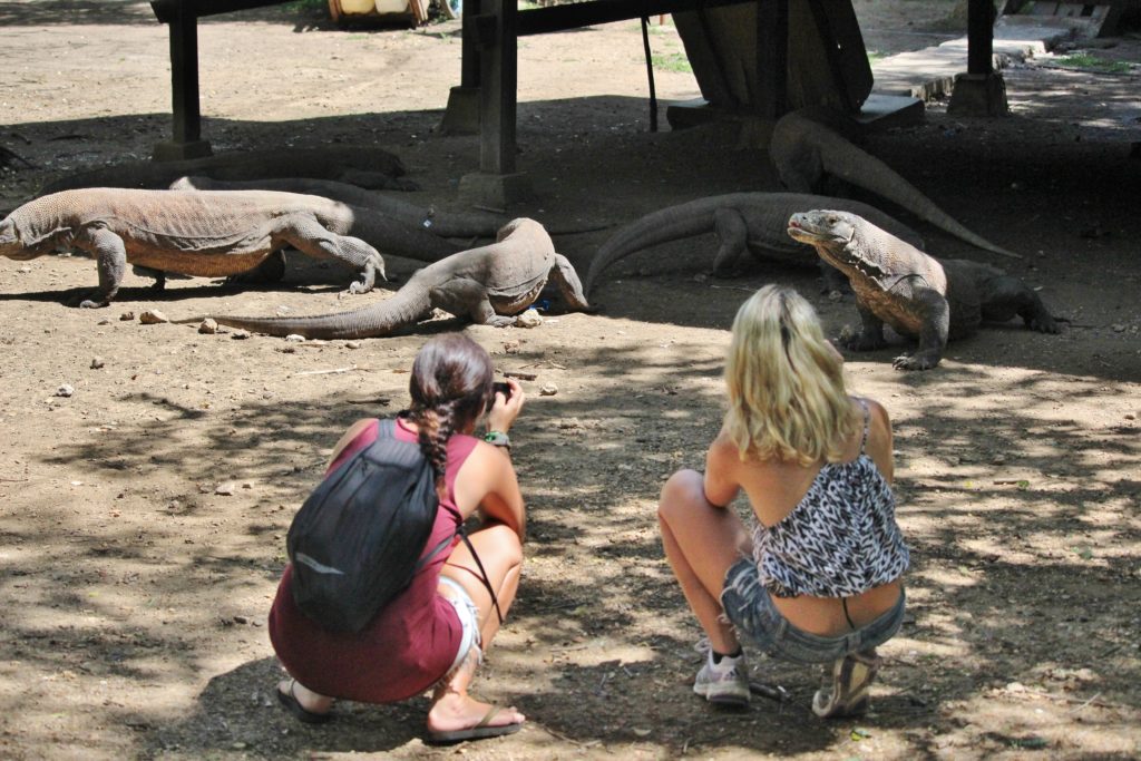 Komodo dragons lounging, Indonesia