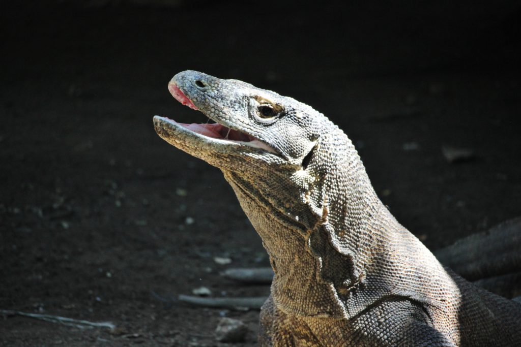 Komodo Dragon, Indonesia