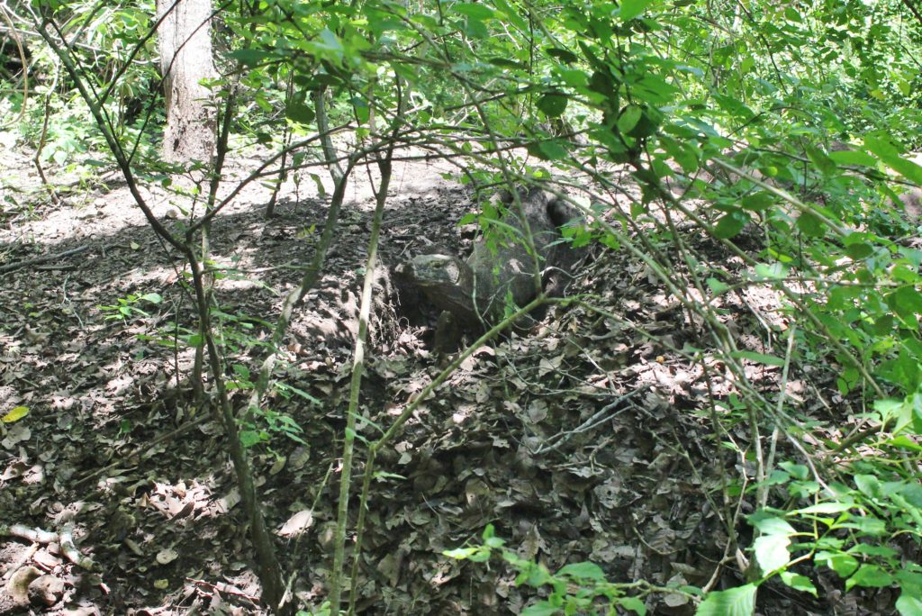 Komodo Dragon wild in Indonesia