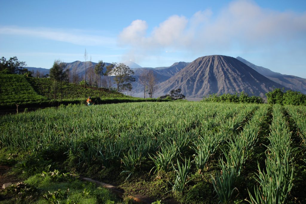 A field of crops in front of Mount Bromo, Indonesia