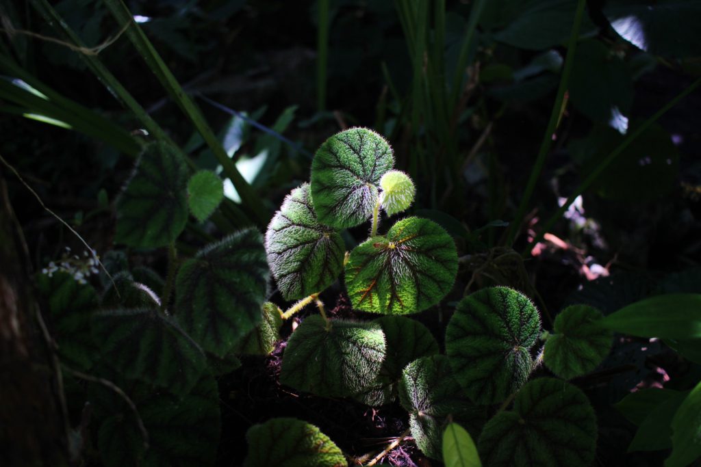 Light on the flora of Mulu National Park