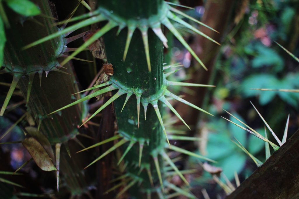 Spiky plants in Mulu National Park