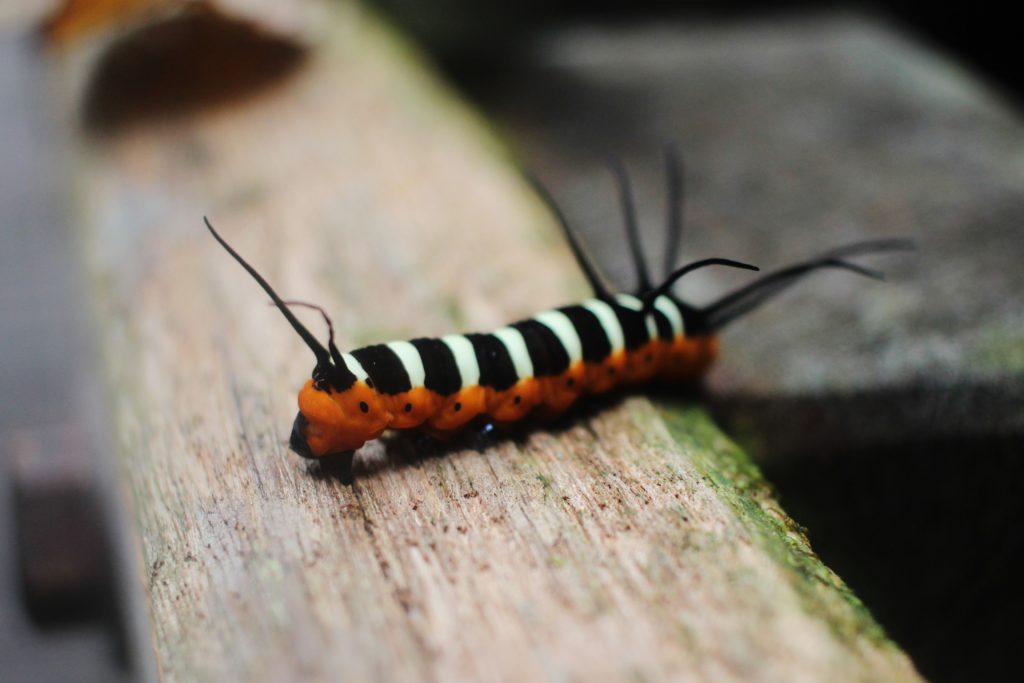 A colourful caterpillar in Mulu National Park