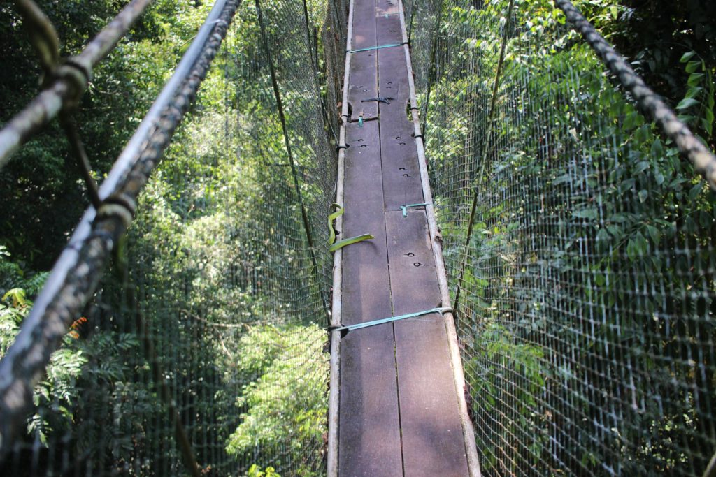 Snake on a treetop walkway in Mulu National Park
