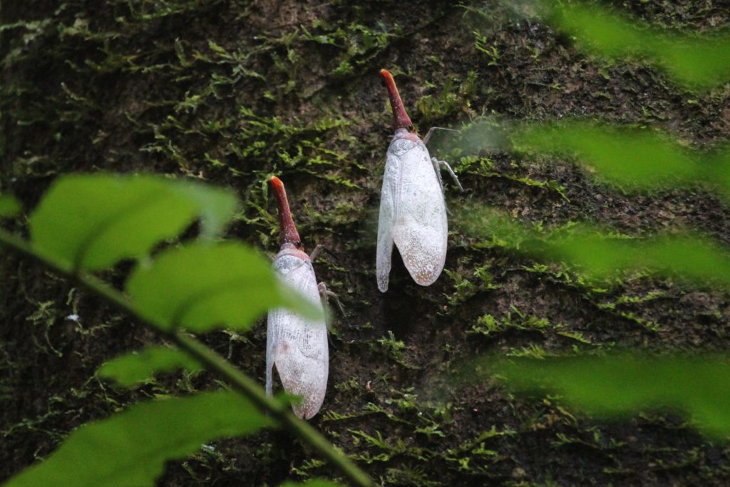 Lantern bugs in Mulu National Park