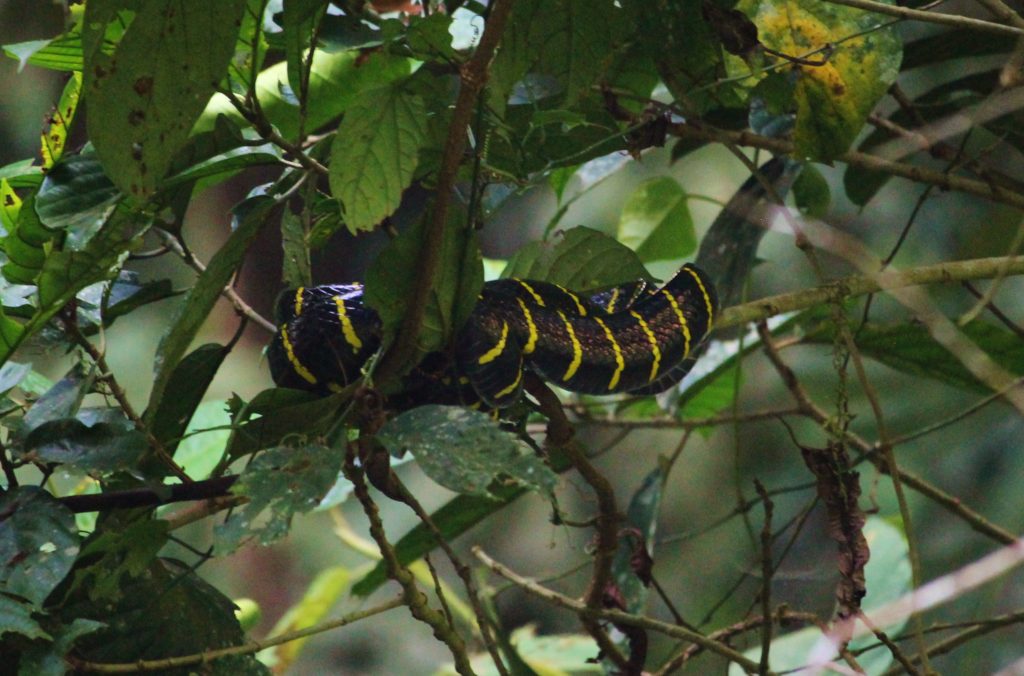 Snake curled in a tree in Mulu National Park