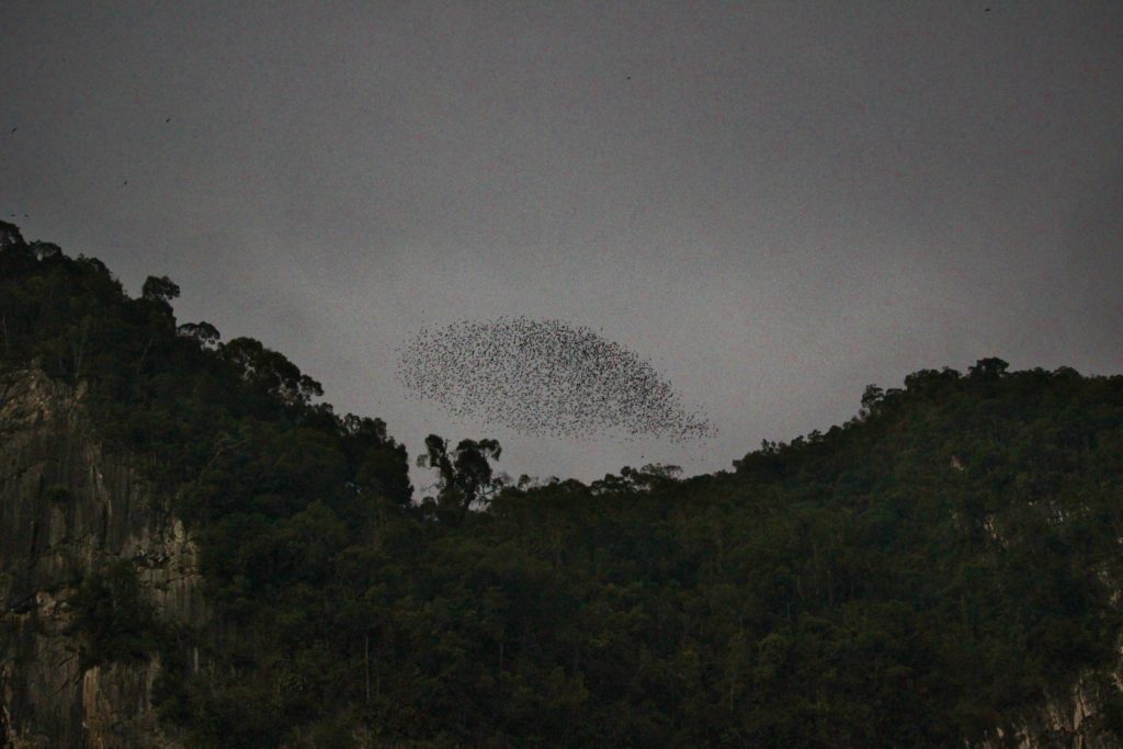 Bats flying over Mulu National Park