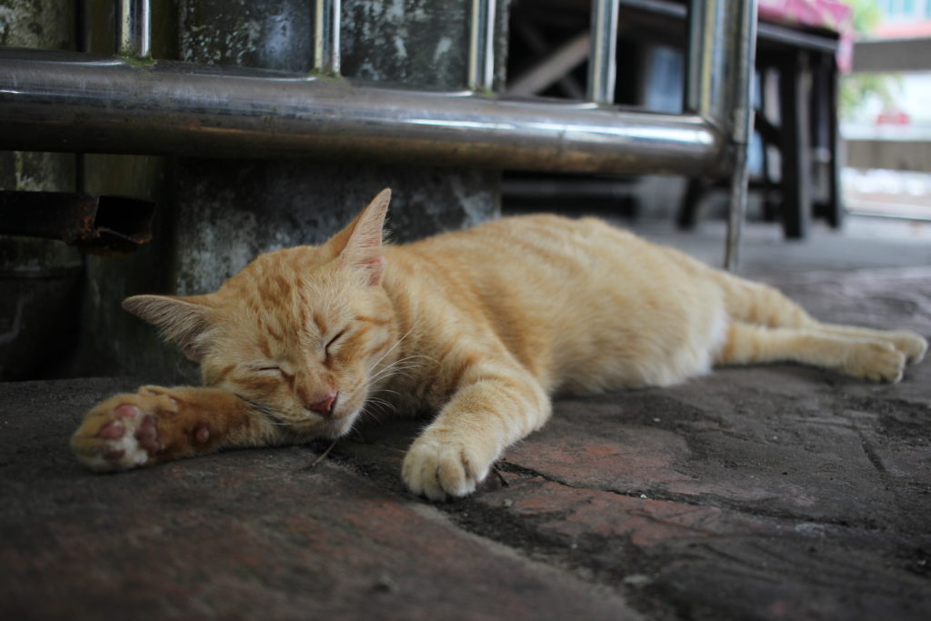 A sleeping cat in the market of Bandar Seri Begawan, Brunei