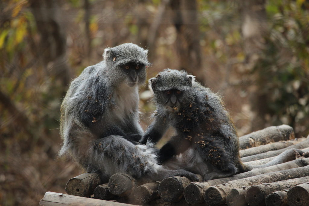 Frank and Gaia, two blue monkeys, in the Lilongwe Wildlife Centre, Malawi