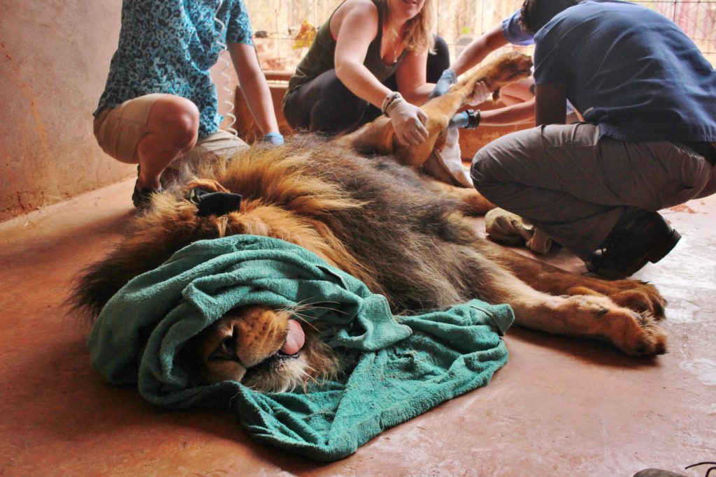 Simba's healthcheck, Malawi