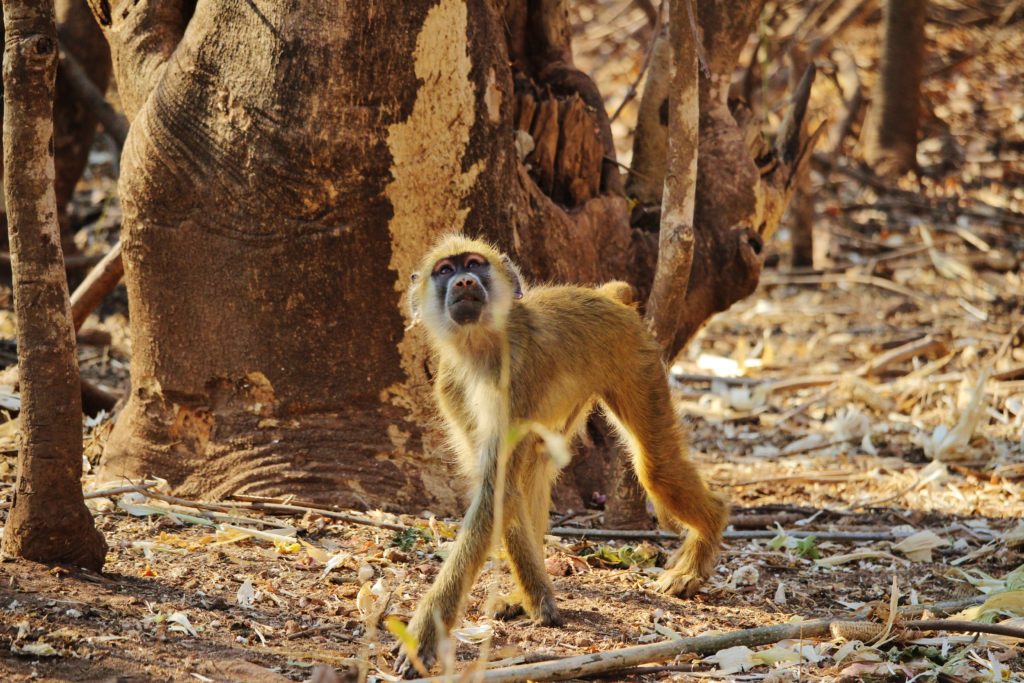 Syren enjoying freedom, Malawi