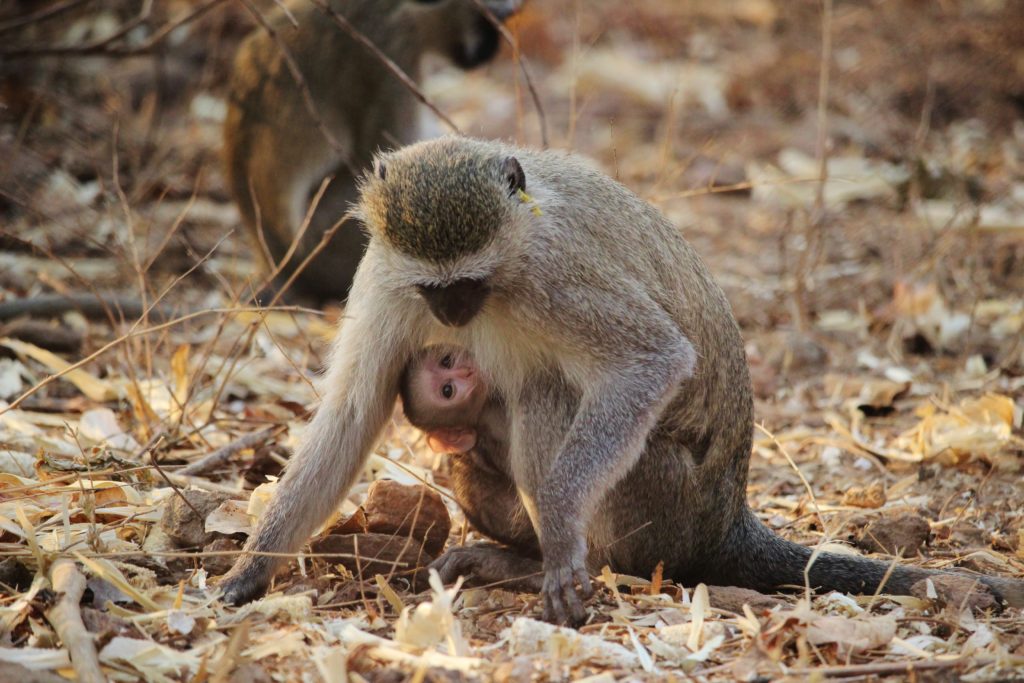 Monster's baby back where she belongs, Malawi