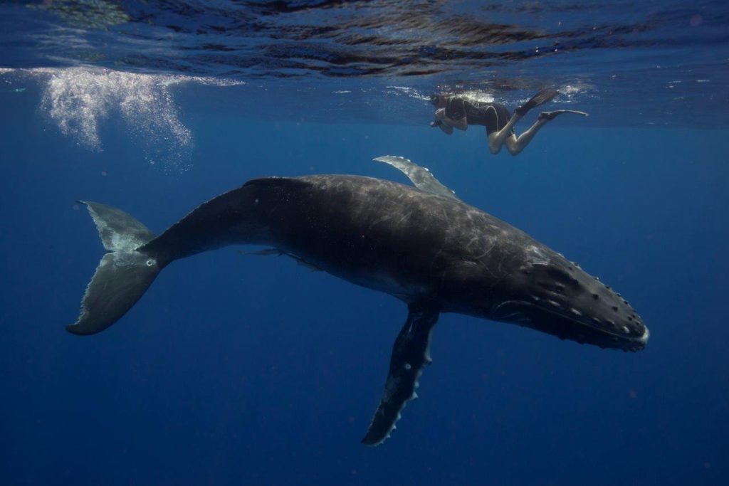 Humpback whale with swimmer, Tonga. Image courtesy of Dive2000.