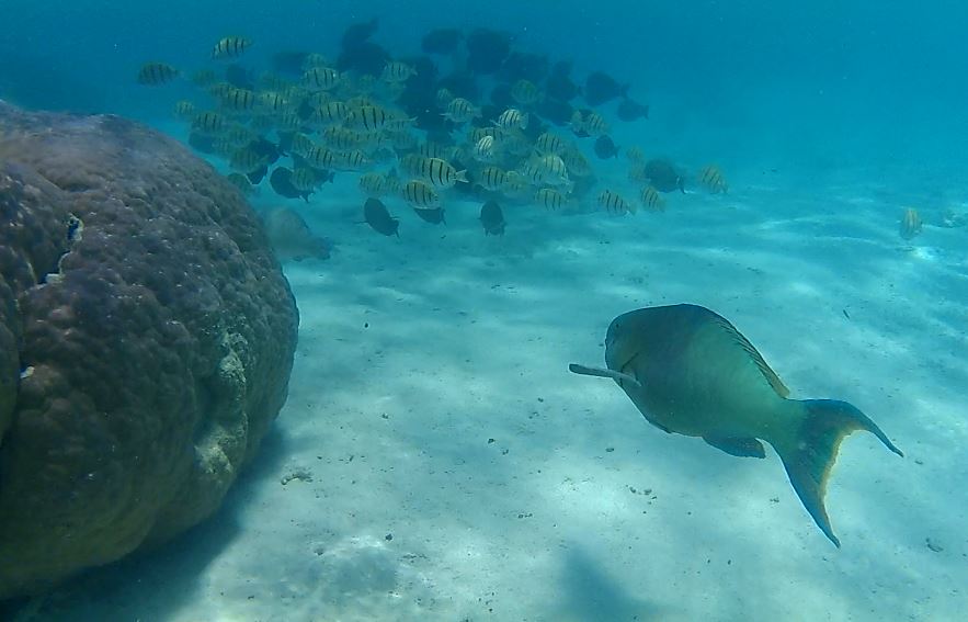 Fish swim in the turquoise waters of the Ningaloo Coast, Australia