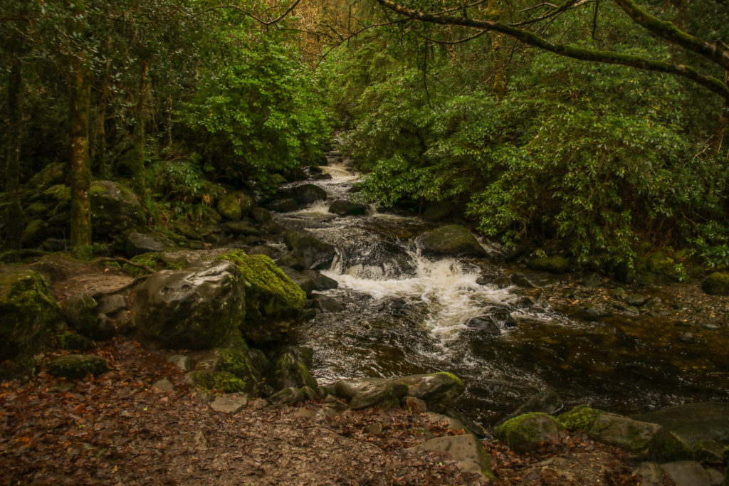 A running stream in the forest near Killarney, Ireland