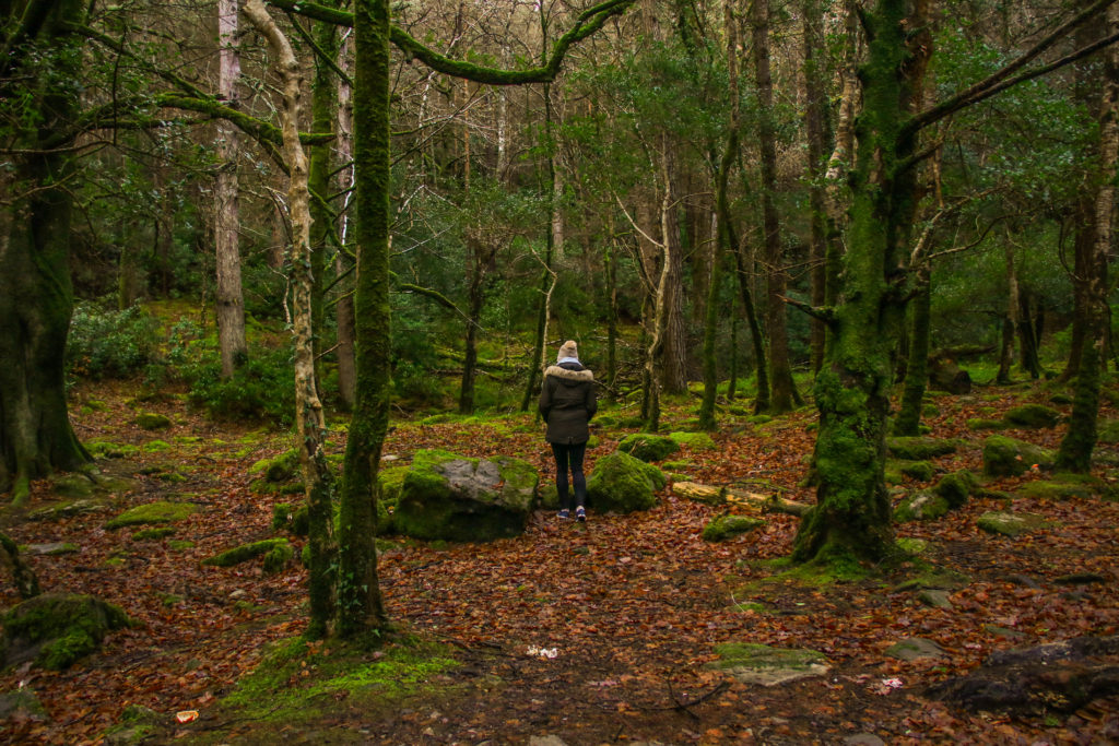 Mossy forest near Killarney, Ireland