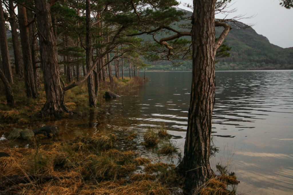 Trees on the lake shore, Killarney, Ireland