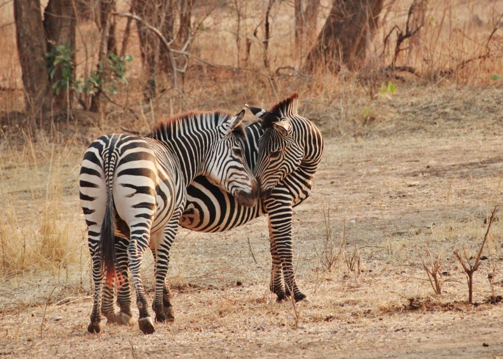 Zebras in Zambia