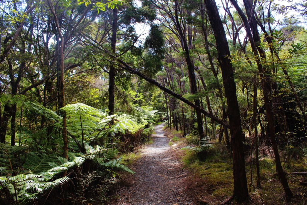 Walking through the forest in the Bay of Islands, New Zealand