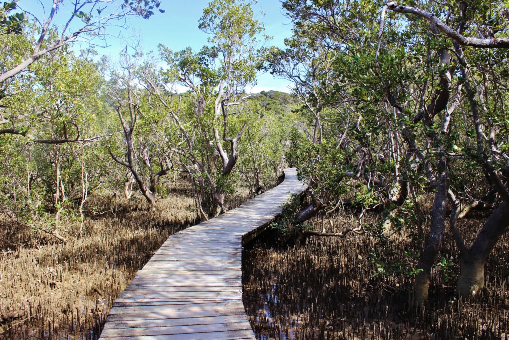 Mangrove forest in the Bay of Islands, New Zealand
