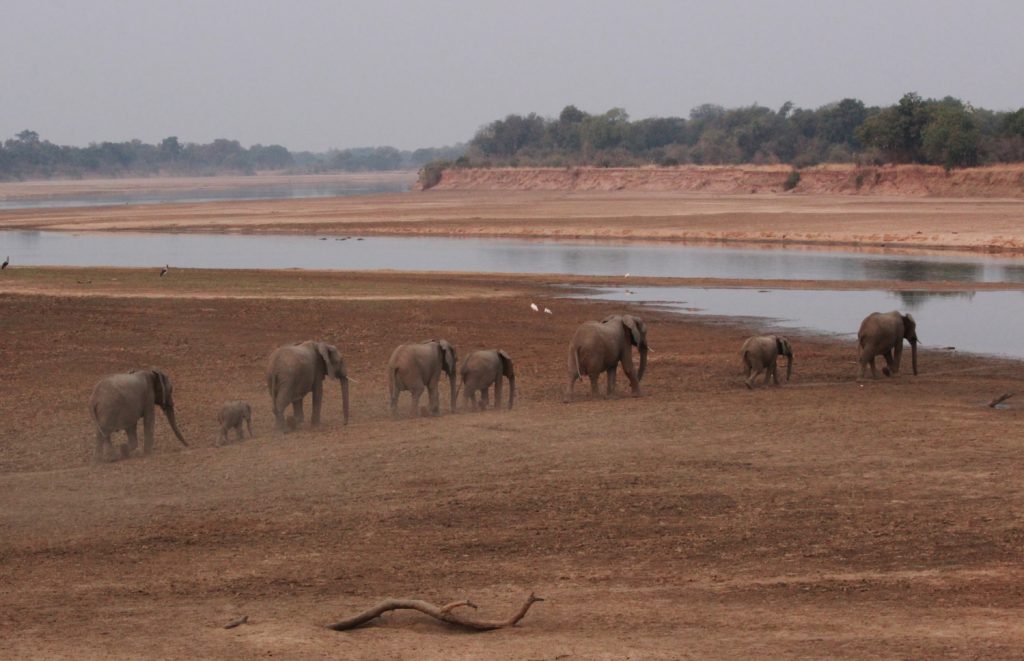 Elephants crossing the river in Zambia