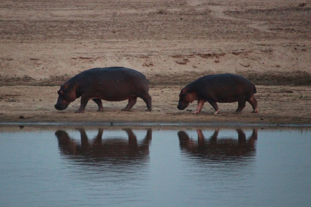 Reflected hippos in Zambia