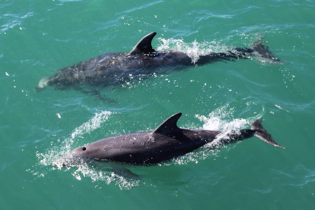 Dolphins swimming in the Bay of Islands, New Zealand