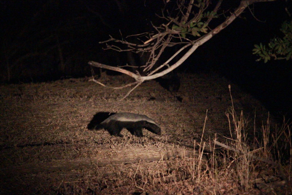 A honey badger at night in Zambia