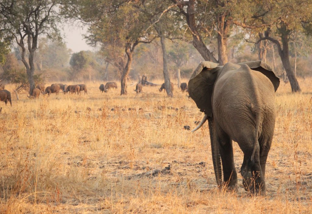 An elephant and buffalo in Zambia
