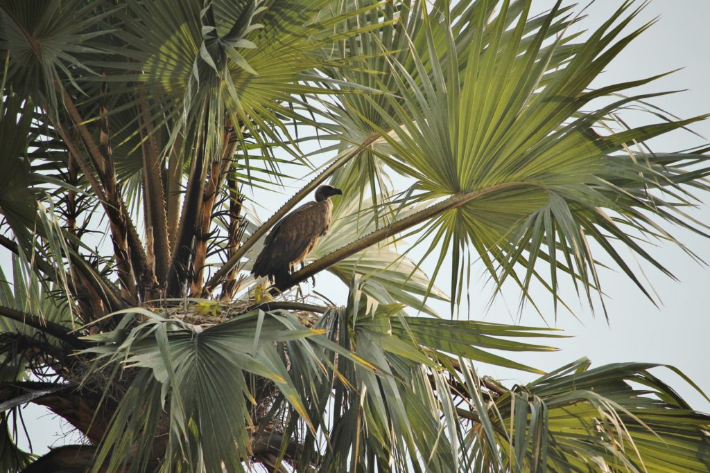 Vulture sitting in a palm tree, Zambia