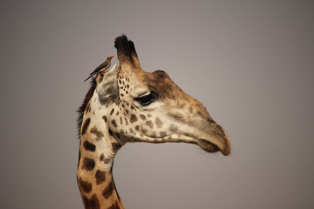 Oxpecker on giraffe, Zambia