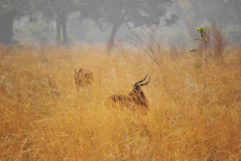 Antelope in long grass, Zambia
