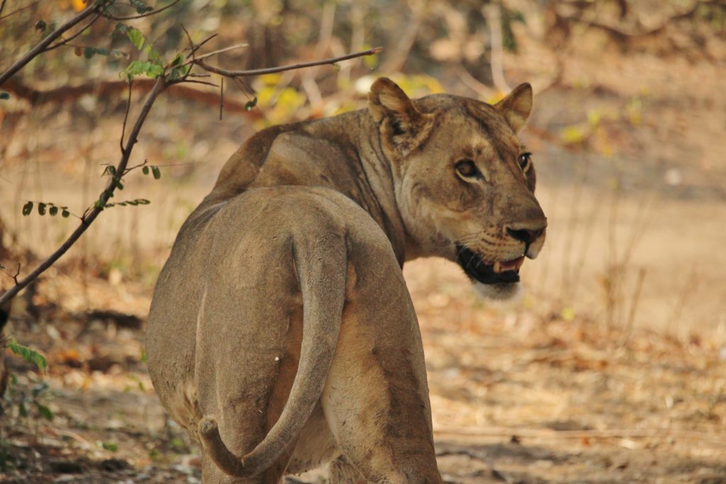 A lioness in Zambia