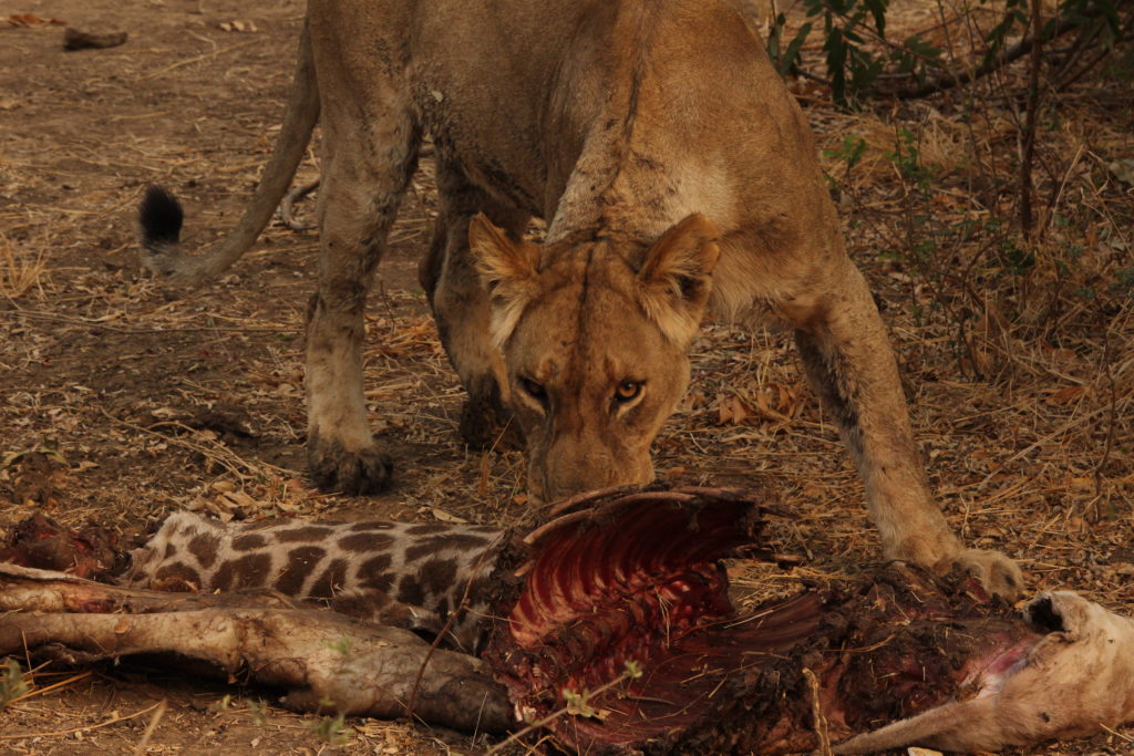 A lioness eats a giraffe carcass, Zambia