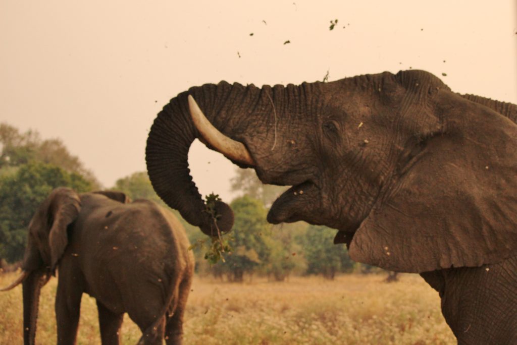 An elephant eating, Zambia