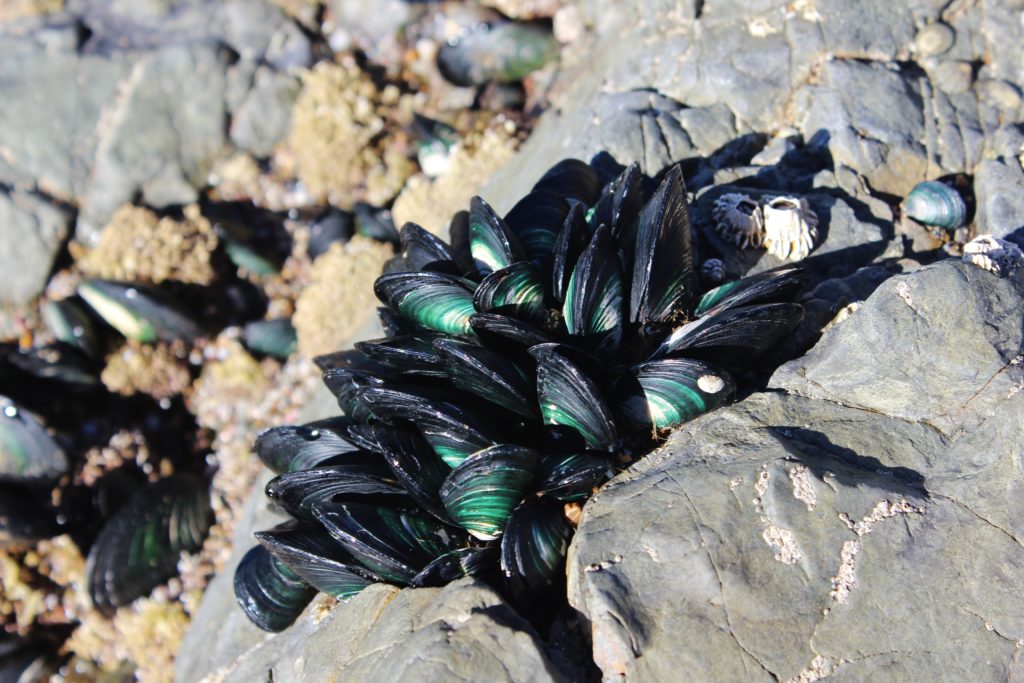 NZ Mussels in the Bay of Islands, New Zealand