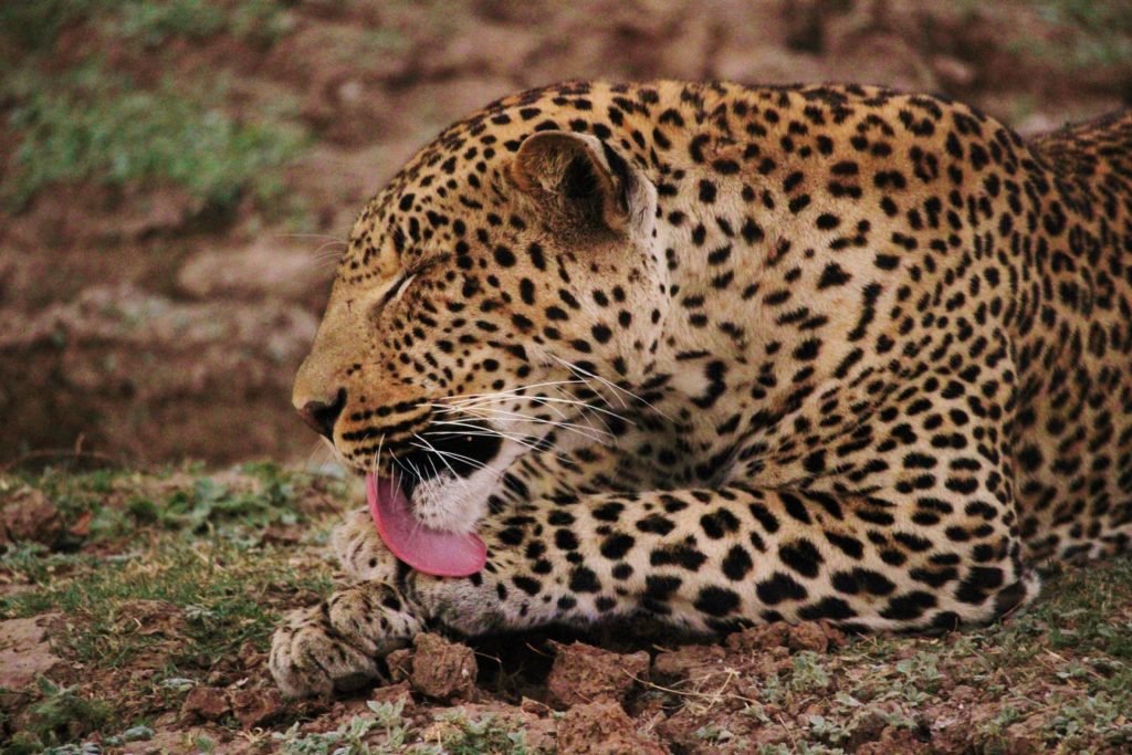 A leopard in Zambia