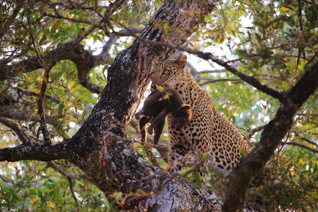 A leopard holds a hyena cub in its mouth, Zambia