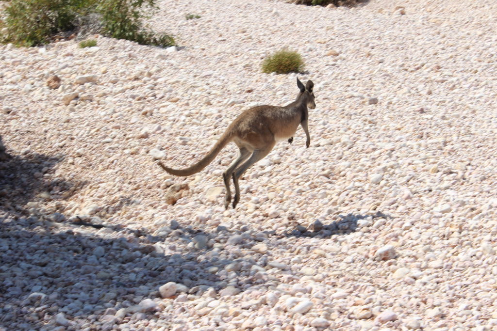 Wallabies hop through the Mandu-Mandu Gorge at the Ningaloo Coast, Australia