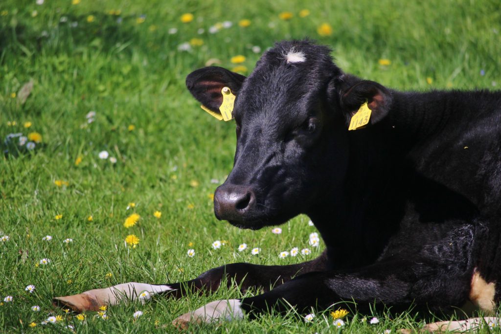 A calf lying in the grass near Lough Gur, Ireland