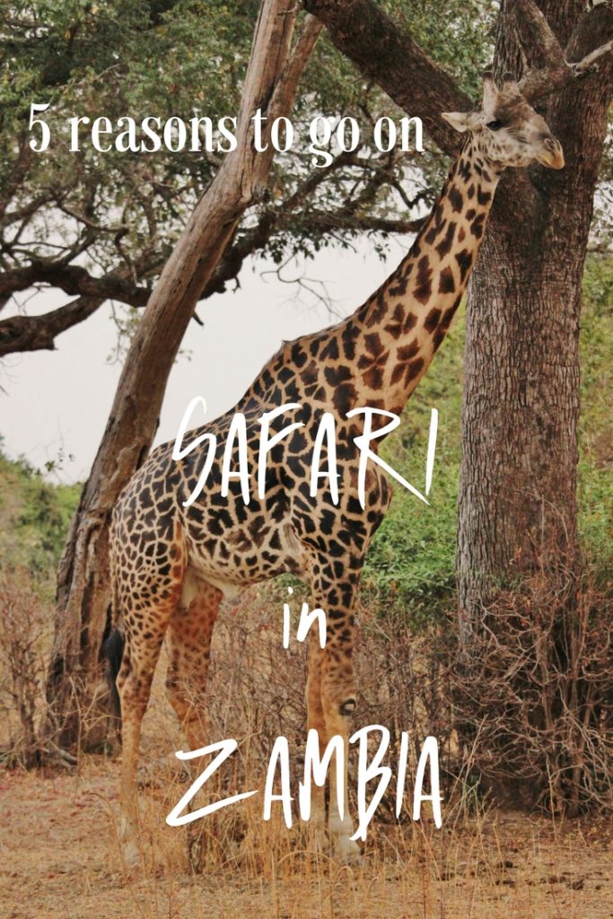 5 reasons to go on safari in South Luangwa, Zambia