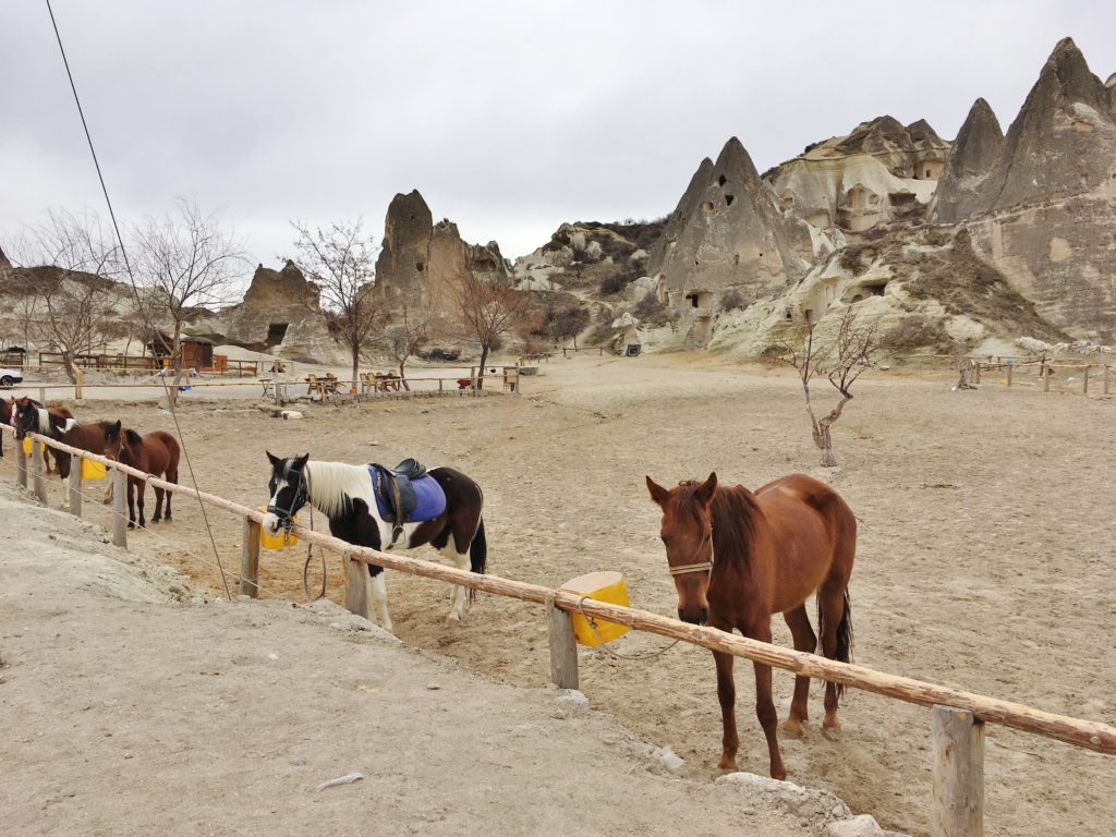 Horses wait by a fence in Cappadocia, Turkey
