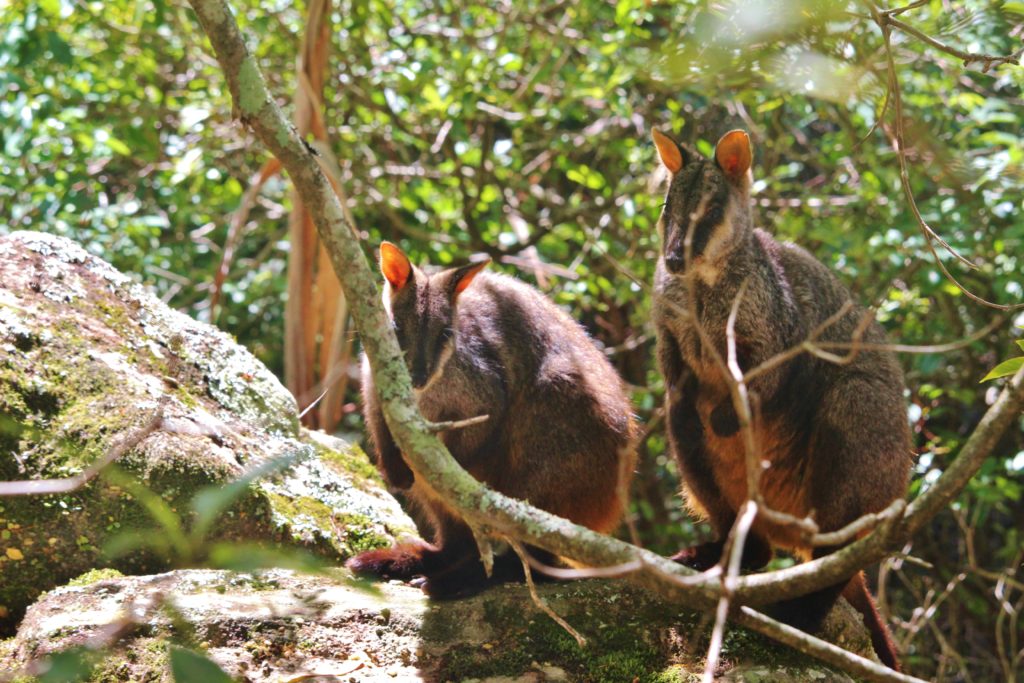 Wallabies in the forest, Australia
