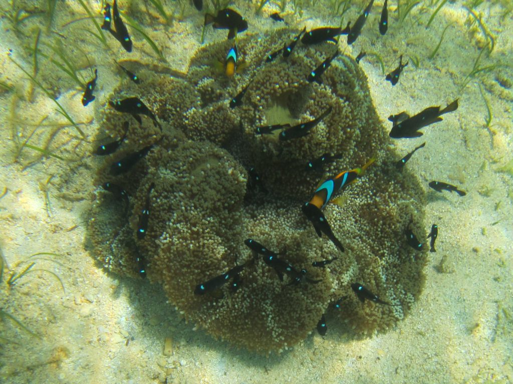 Clownfish on coral, Tonga