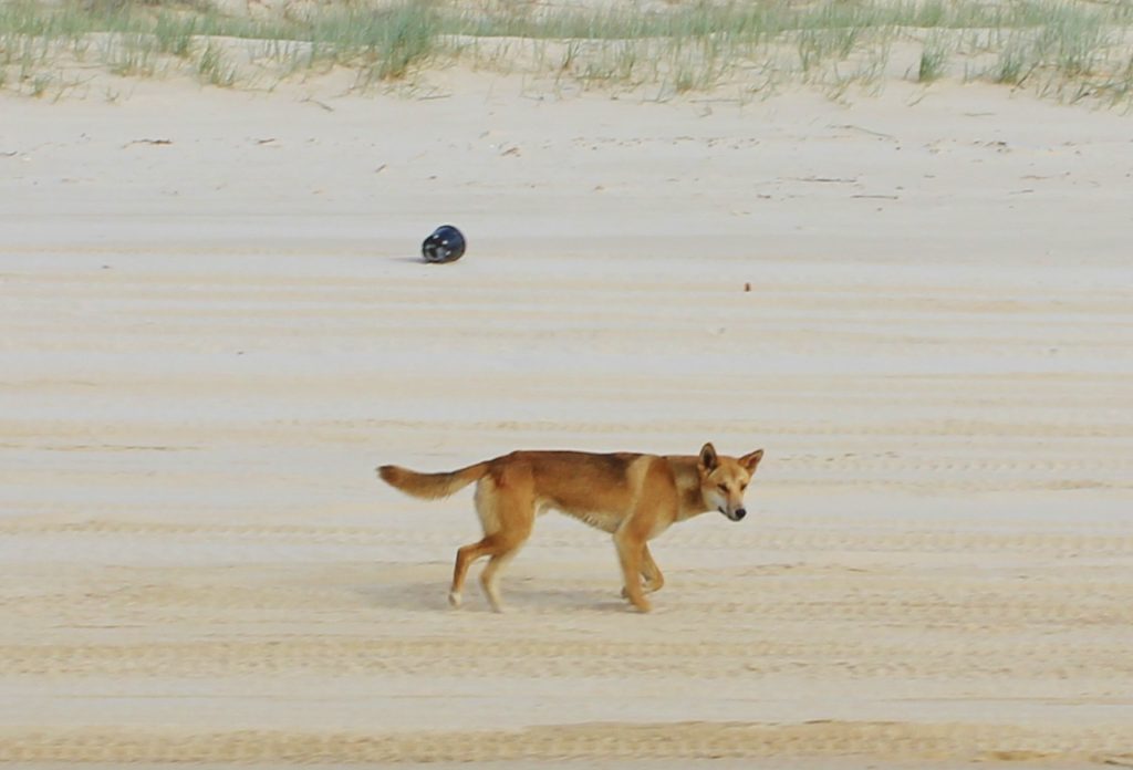 A dingo walking along a beach, Fraser Island, Australia