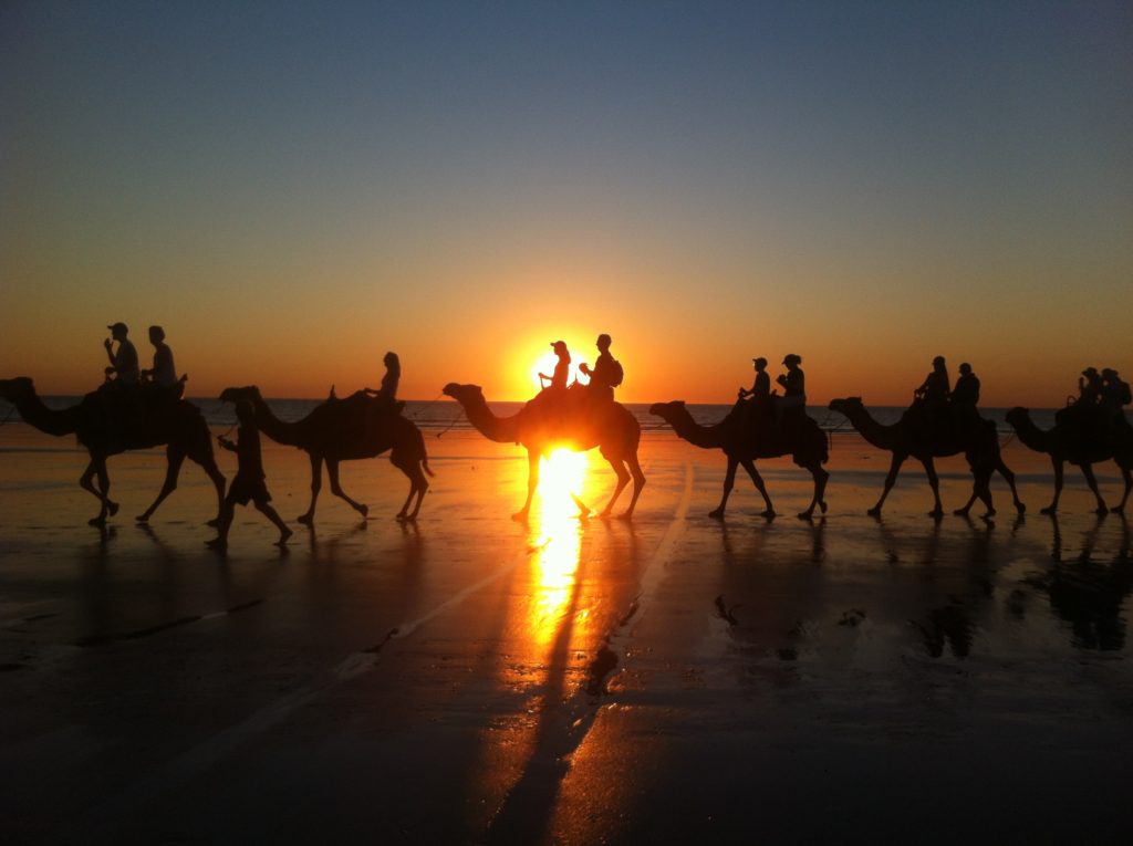 Camel tours walk Cable Beach at sunset in Broome, Australia