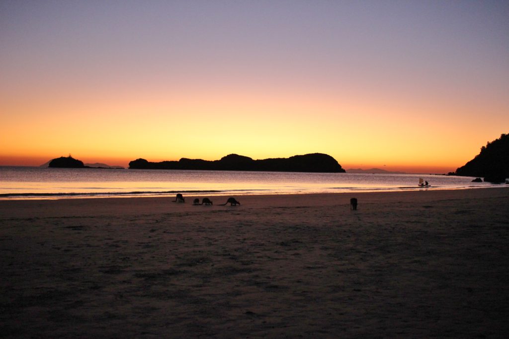 Kangaroos on the beach at Cape Hillsborough, Australia
